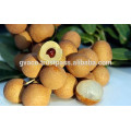 fresh longan - best quality - frozen longan